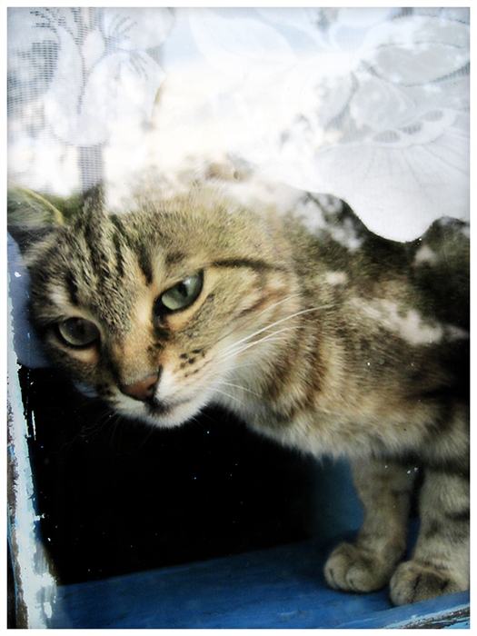 котэ