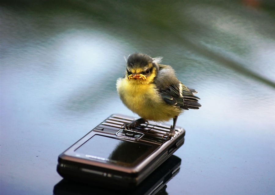 про свободу слова