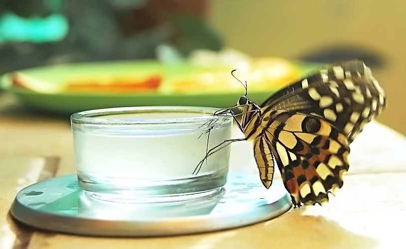 Фото жизнь (light) - Sema Filina - корневой каталог - сладкоежка