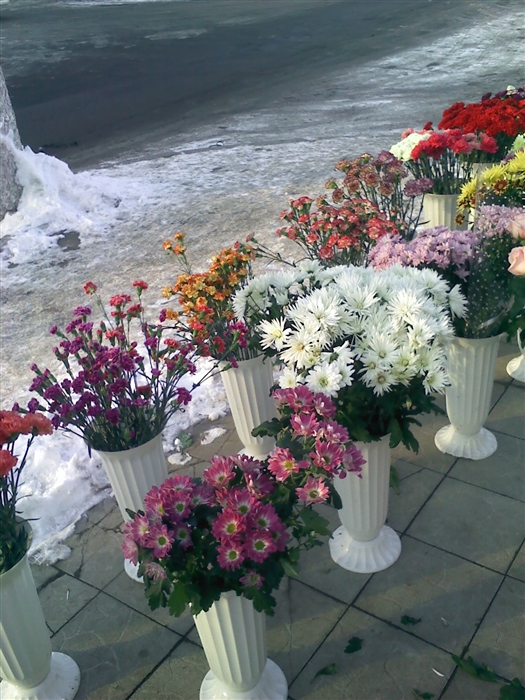Цветы зимой.