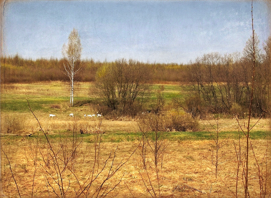 Фото жизнь (light) - Loura - корневой каталог - майский пейзаж с козочками