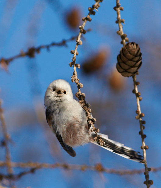 Фото жизнь (light) - Wingsnet - Лесные игрушки - Улыбчивый