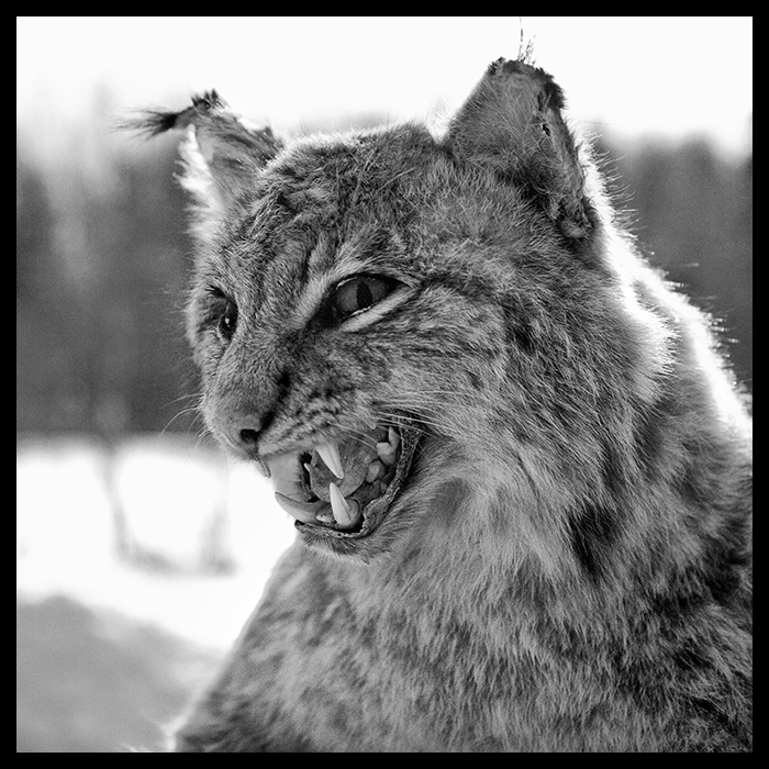 Фото жизнь (light) - drvitus - Зверьки - Пусик