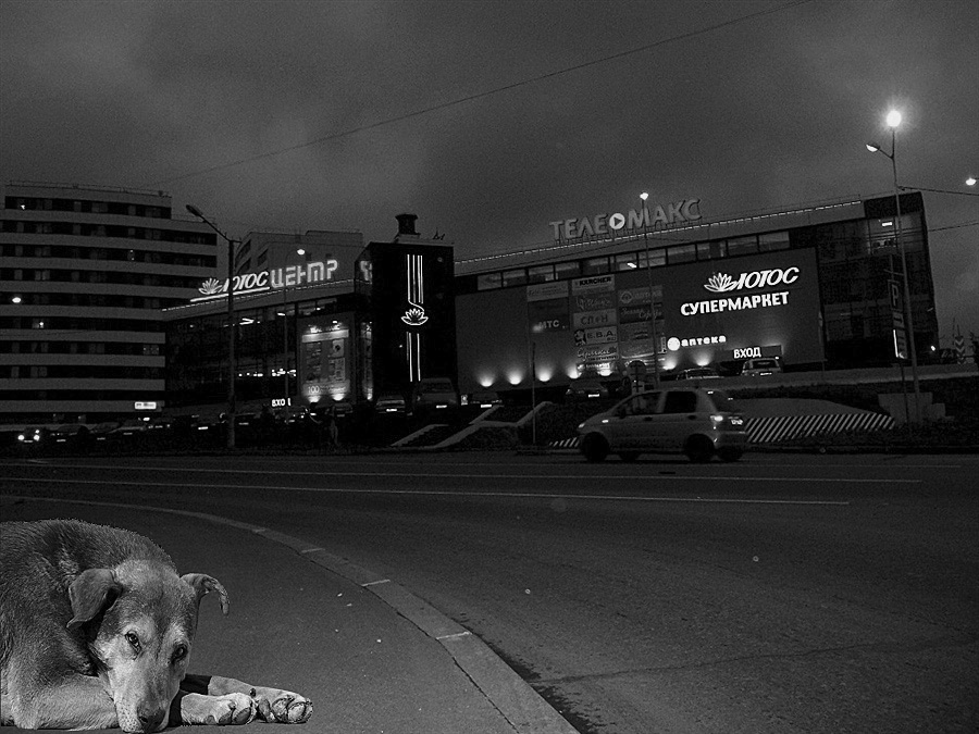 Фото жизнь (light) - Vadim Slutsky - корневой каталог - Городской житель.