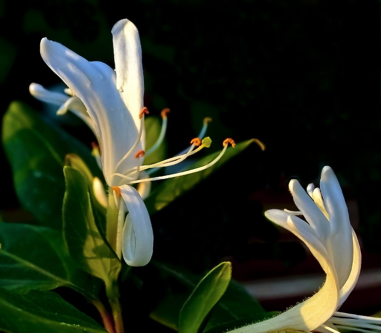 Фото жизнь (light) - kuchum13 - Растения, насекомые, мелкая живность, ракушки, камушки - "Когда весна придет? Не знаю..."