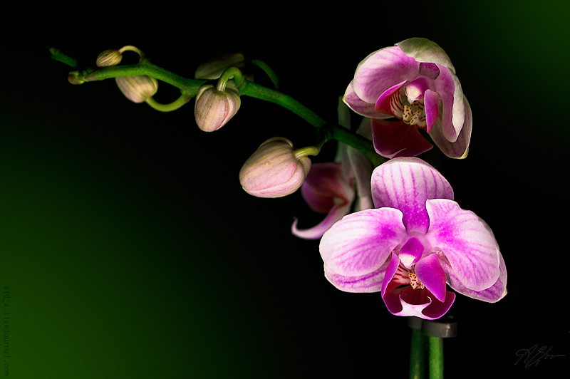 Фото жизнь - Анастасия Егоньян - Цветы. - Орхидея.