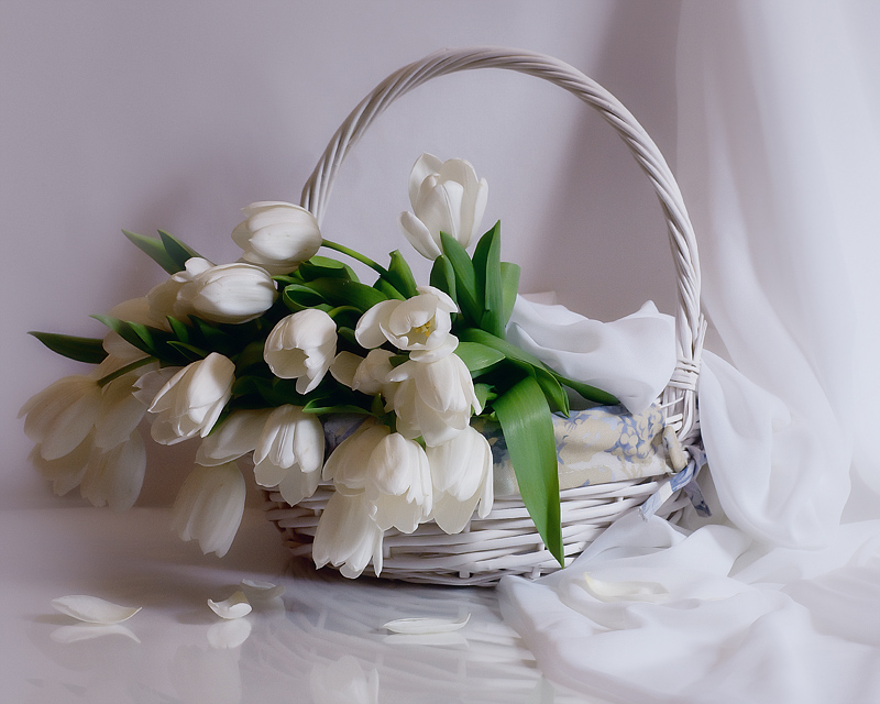 Фото жизнь - Валентина Корибут - Натюрморты - Белые тюльпаны