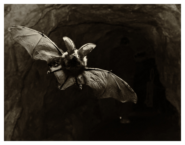 Фото жизнь (light) - drvitus - Зверьки - Тяжелый истребитель