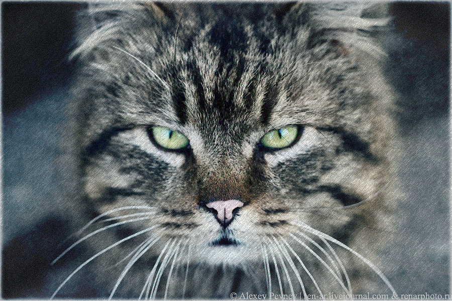 Фото жизнь (light) - Алексей Певнев - корневой каталог - Кот