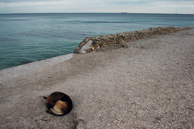 Фото жизнь (light) - Dreval Aleksandra - Цвет - Одесса пляж собака