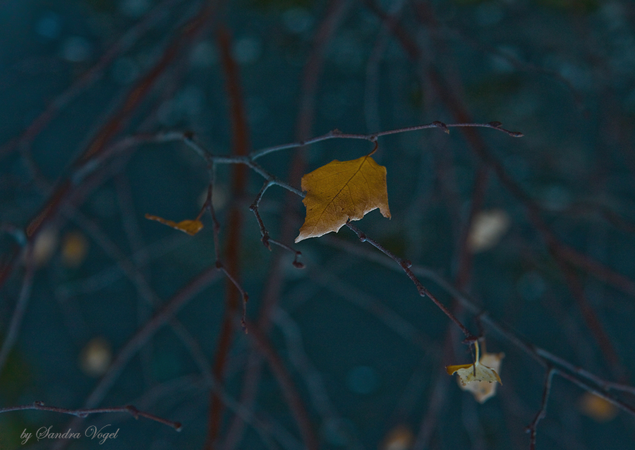 Фото жизнь (light) - dark-angel - Landscapes ,Nature - Autumn Nocturne