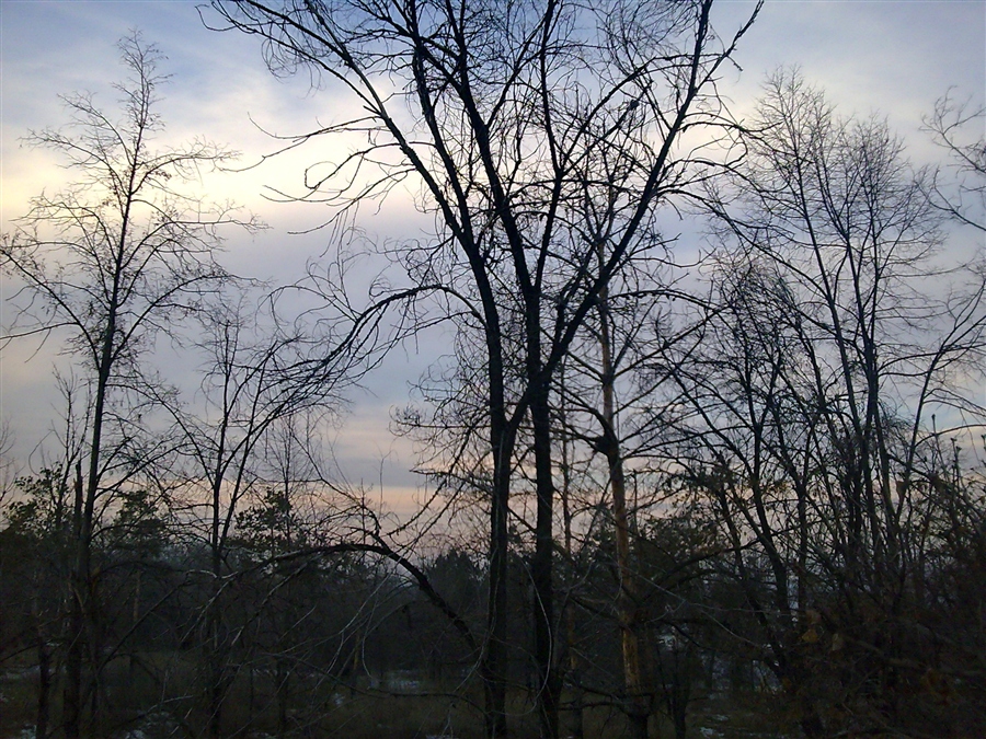 городские деревья...