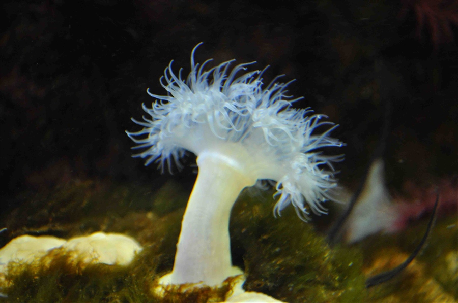 Морской гриб
