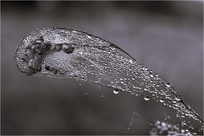 Фото жизнь (light) - Бакулина Екатерина - Макро - ***