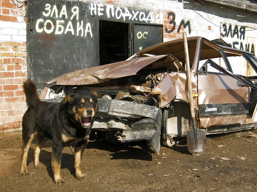 Ну очень злая собака.