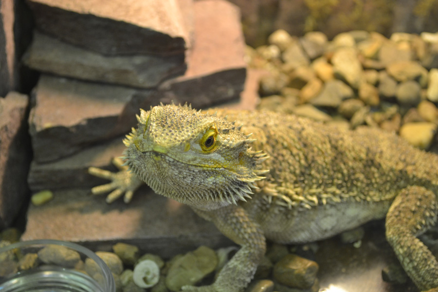 Фото жизнь (light) - NikChna - Животный мир. - Красавец1...