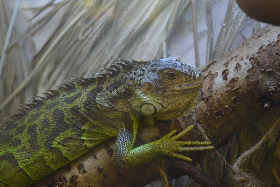 Красавец2...