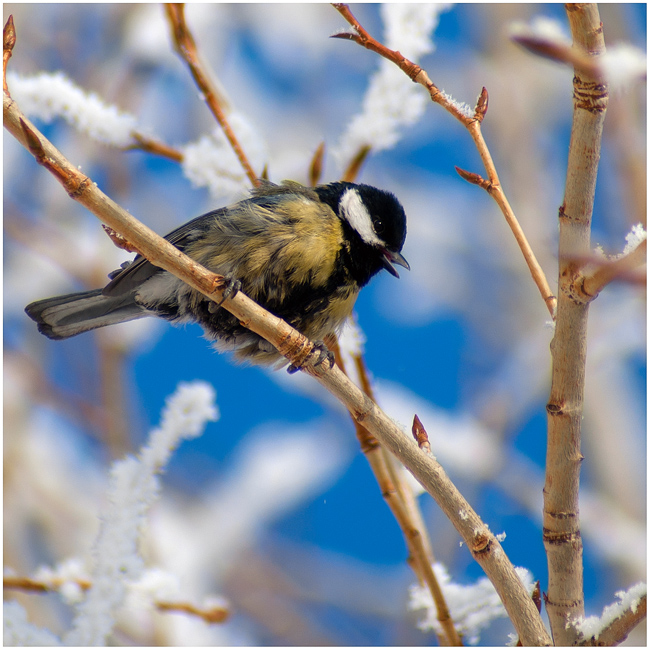 Фото жизнь (light) - Haiwian - птички и животные - Пережившим зиму посвящается :)
