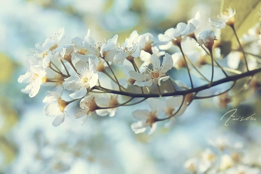 Фото жизнь (light) - Anisha - корневой каталог - запах весны