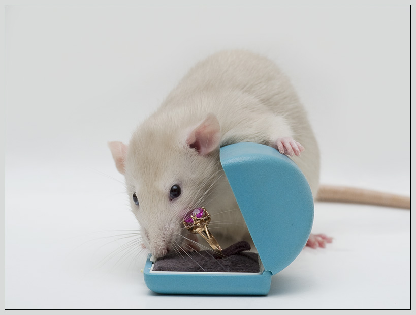 Фото жизнь (light) - Jessy - Alb3. Fancy Rats - Вообще-то я предпочитаю бриллианты...