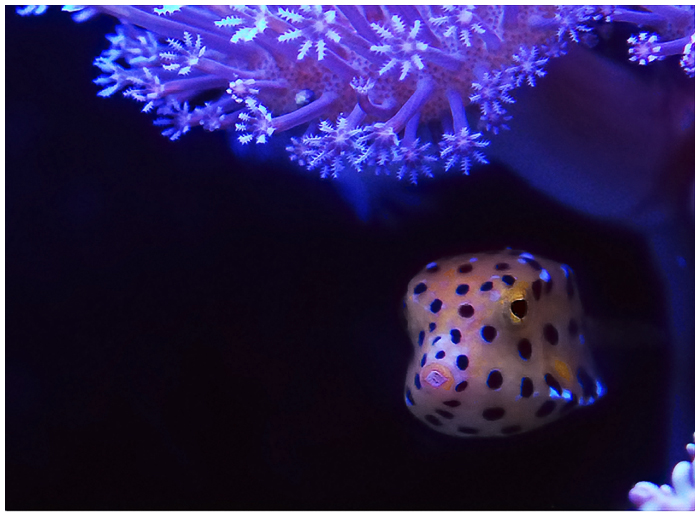 Фото жизнь (light) - kuchum13 - Подводный Мир - Спрятался