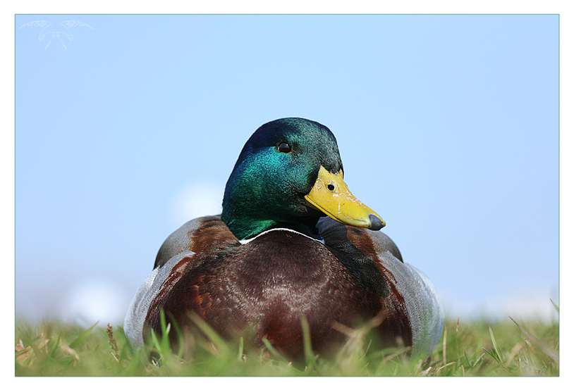 Фото жизнь (light) - Светлана Бескровная - природа Беларуси - Лето, кря!