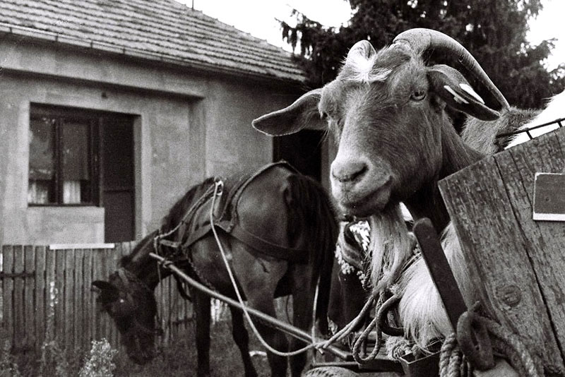 Фото жизнь (light) - sv_porfirije - Србија - сеоски такси