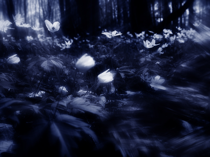 Фото жизнь (light) - LadyGuinevere - корневой каталог - Сказка весеннего леса.