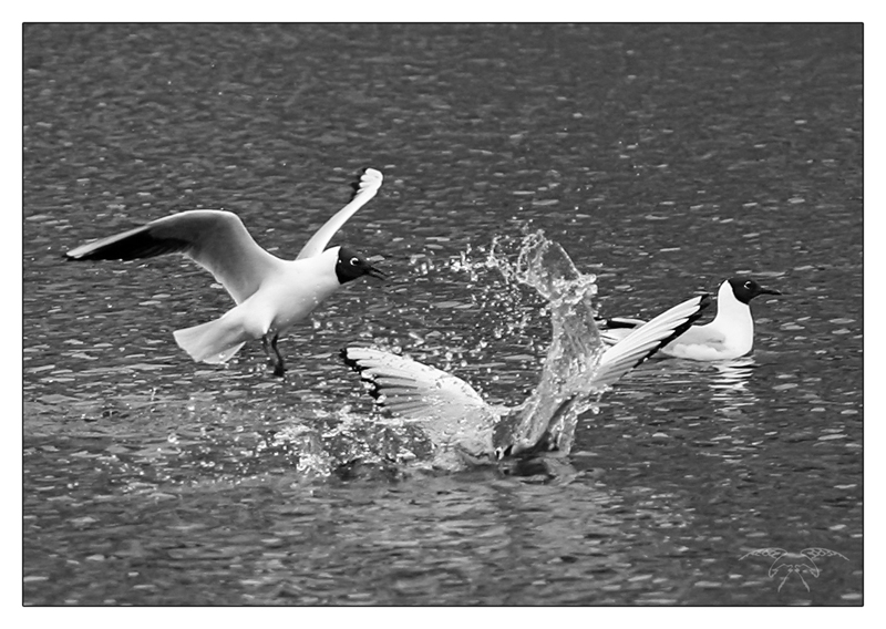 Фото жизнь (light) - Светлана Бескровная - природа Беларуси - Тонет! Караул!
