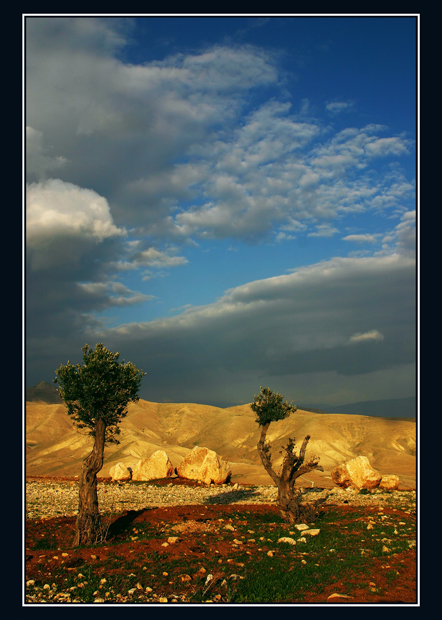 Фото жизнь - David Solodar - ISRAEL - Два деревца