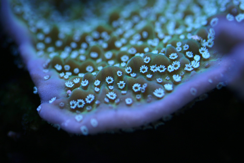 Фото жизнь (light) - UA_USA - Coral Reef - Coral
