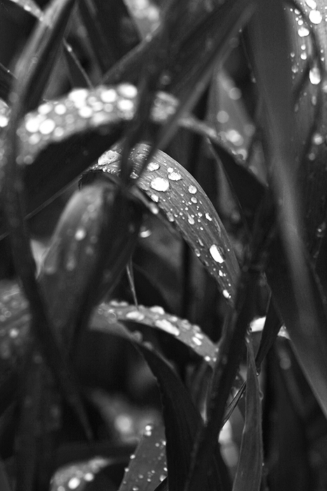 Фото жизнь - Gvet - Дождливое - травинушка