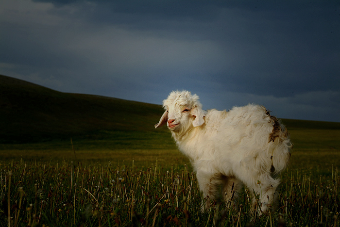 Фото жизнь (light) - xincheng - ПЕЙЗАЖ - заблудшая овечка 