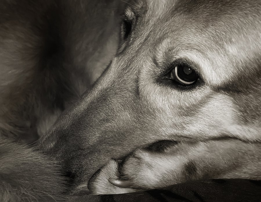 Фото жизнь (light) - Ermak - Братья меньшие - Грусть...