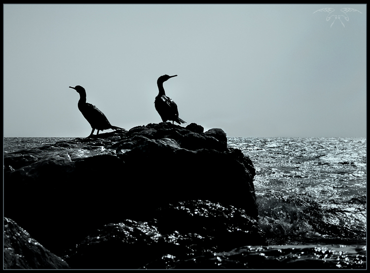 Фото жизнь (light) - Светлана Бескровная - Крымские мотивы - Мы с тобой выстоим!..