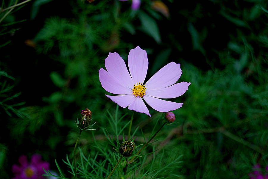 Фото жизнь (light) - IR3 - Растения - Полевой цветочек