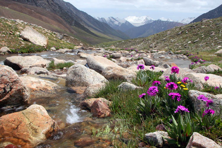 Фото жизнь (light) - Павел Федосеев - Пейзаж - Высоко в горах цветут цветы.
