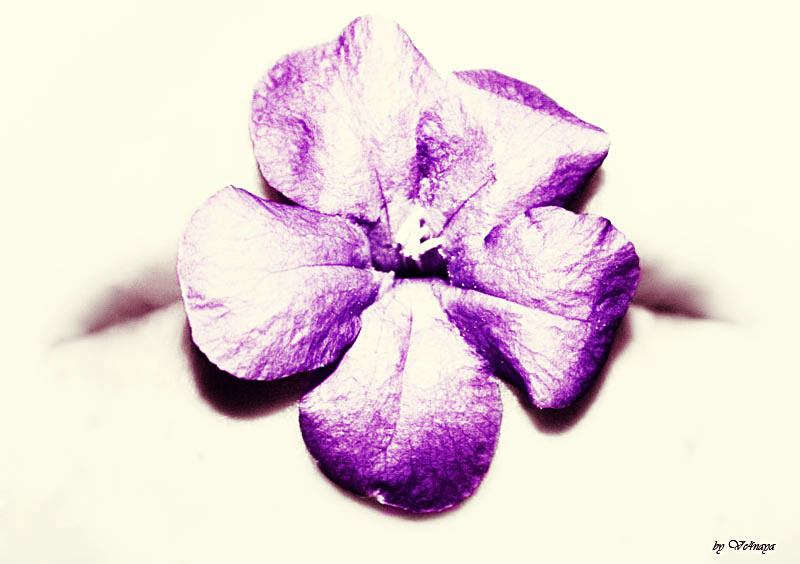 Фото жизнь (light) - Ve4naya - корневой каталог - Будьте осторожны!произнесённые вами слова не всегда так же красивы,как только что распустившийся цветок.Иногда слова заставляют человека вянуть...