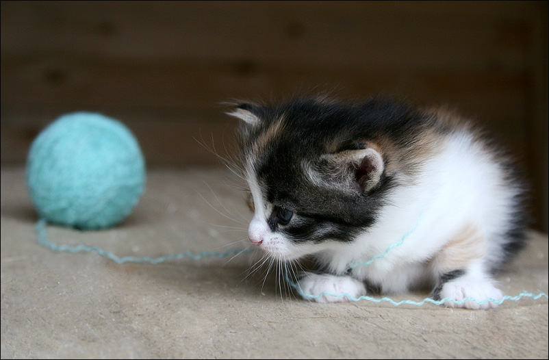 Фото жизнь (light) - nattti - корневой каталог - Про маленького кота и клубок...