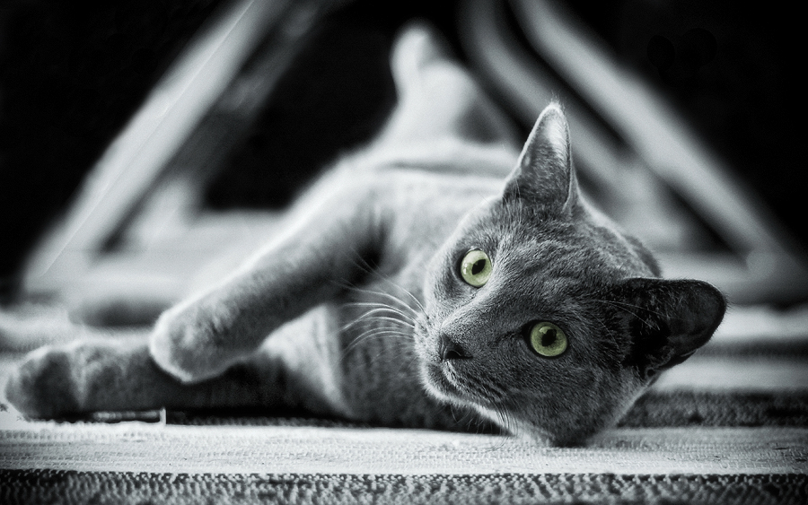 Фото жизнь (light) - n/a - Животные - Треугольный кот