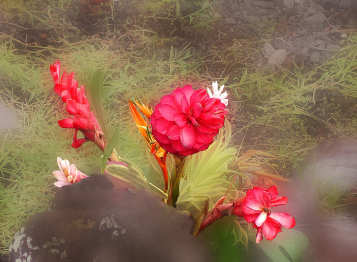 Цветок из Мауи 