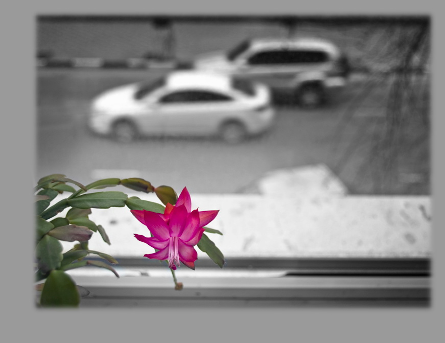 Фото жизнь (light) - Синицына Ольга - цветики - за окном