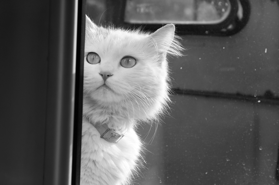 Фото жизнь (light) - Gela Ghatchava - корневой каталог - cat