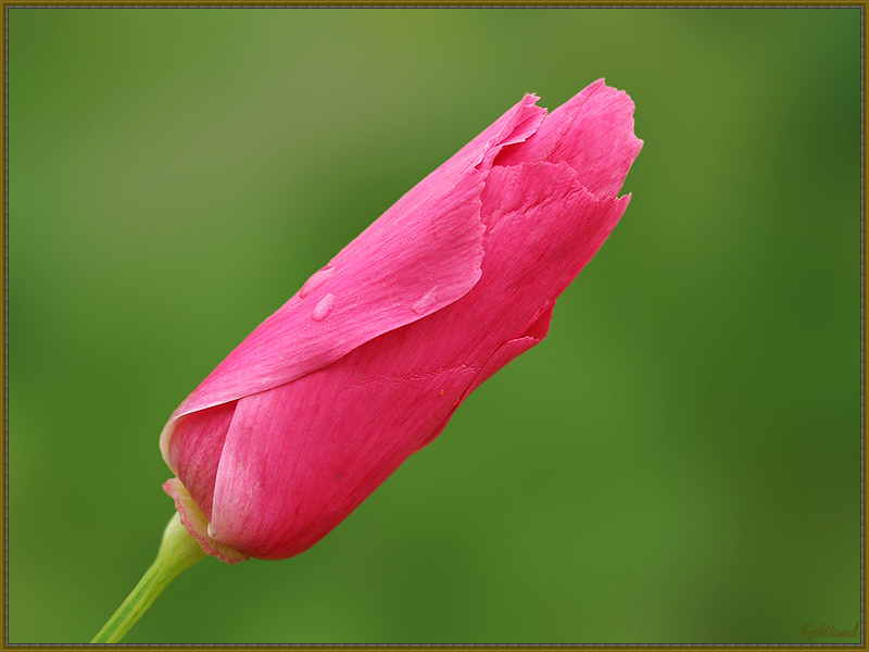 Фото жизнь (light) - spwand - Цветы  - Эшшольция розовая