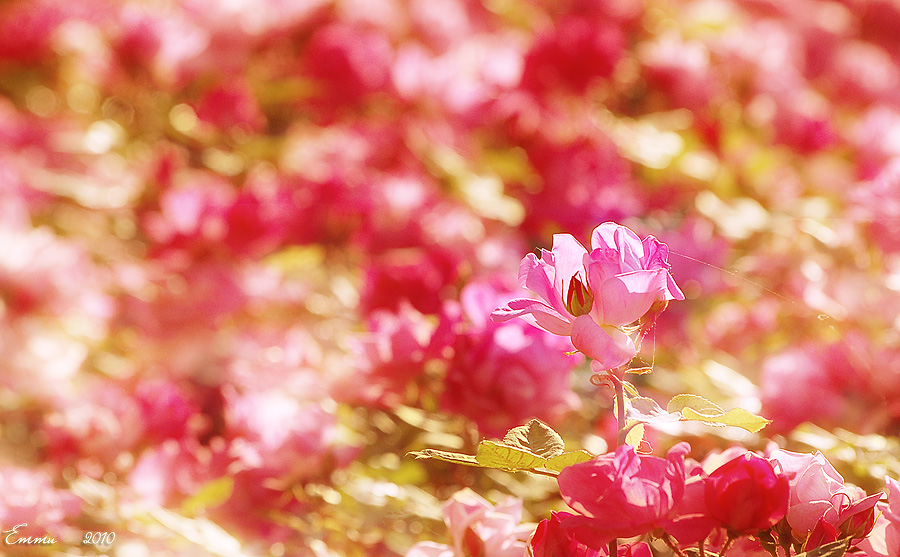 Фото жизнь (light) - emunilkin - Цветы - Розовое....