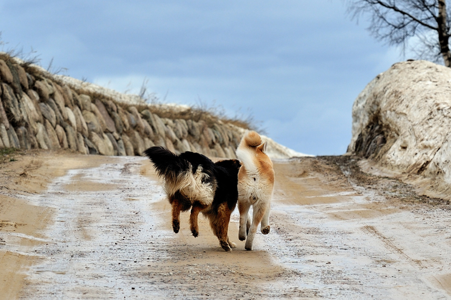 Фото жизнь (light) - Владимир Никуленко - корневой каталог - Нас не догонят!