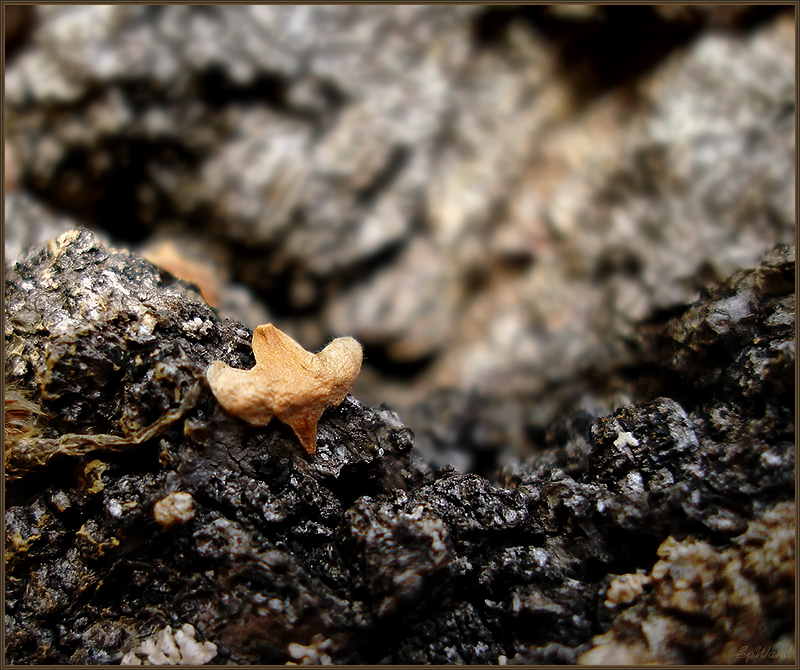 Фото жизнь (light) - SpWand - Макро_природа - Мать и дитя