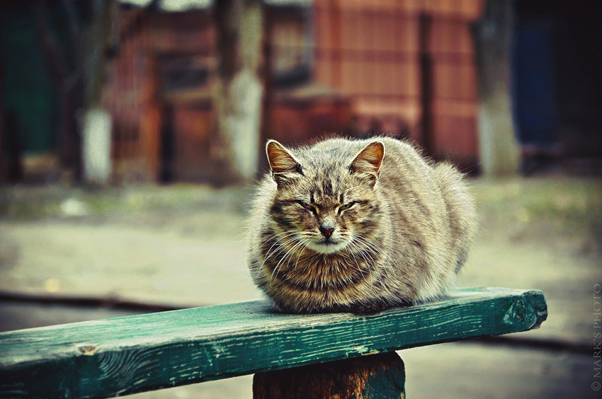 Фото жизнь (light) - Грицай Марк - корневой каталог - котэ