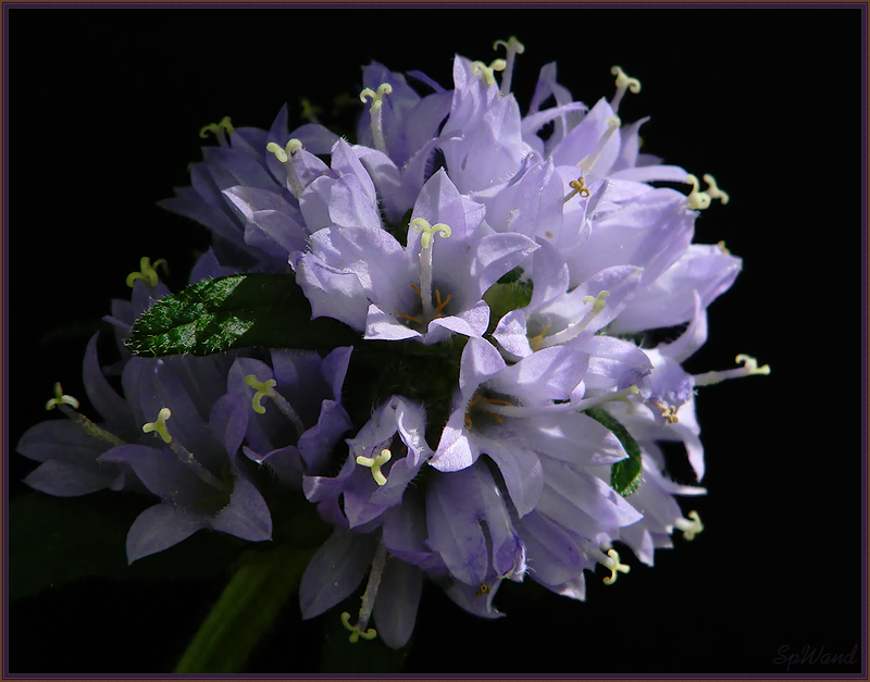 Фото жизнь (light) - spwand - Цветы  - Колокольчик жёстковолосистый - Campanula cervicaria