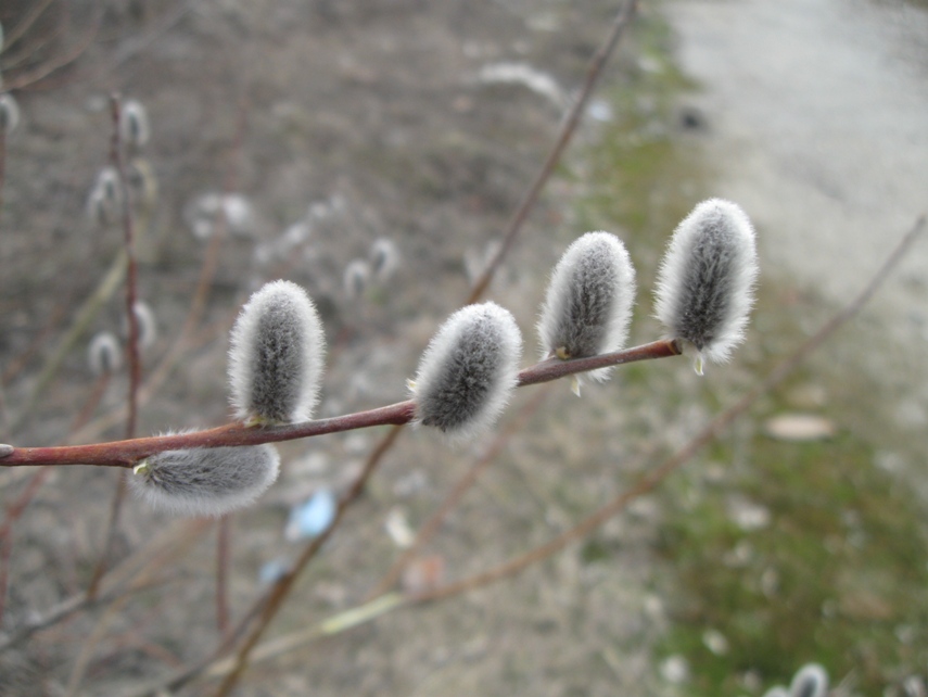 Фото жизнь (light) - Anastasi - корневой каталог - Кролики
